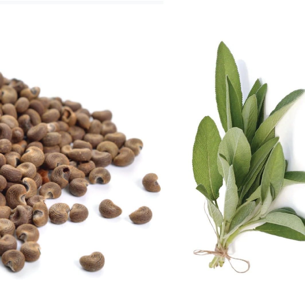 No.17 伍迪鼠尾草高級蠟燭