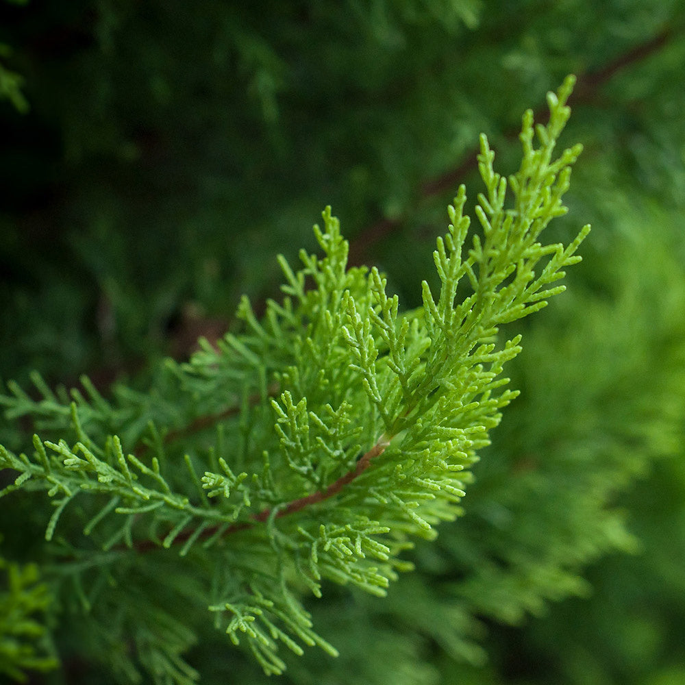 Florihana Essential Oils | Cypress Organic