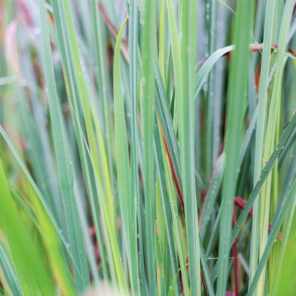 Florihana 精油 |有機檸檬草