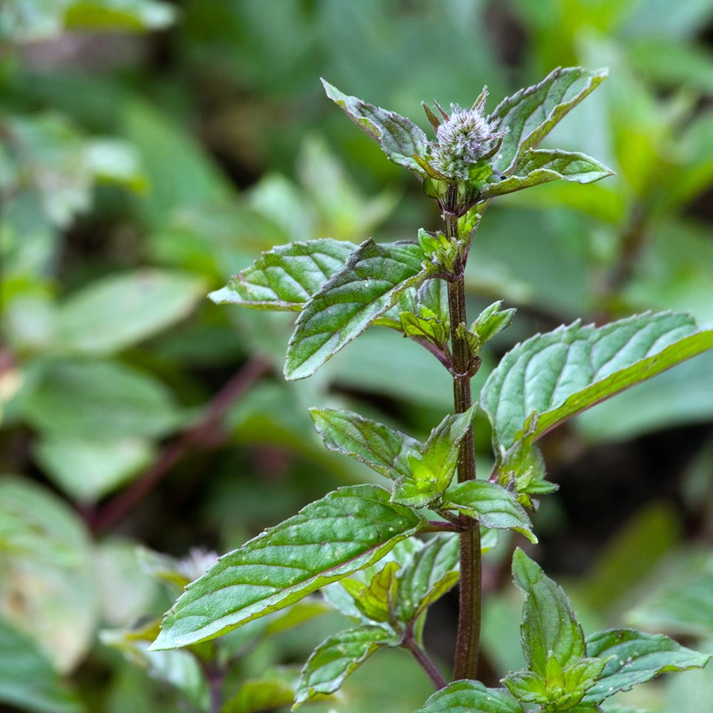 Florihana 精油 |有機薄荷