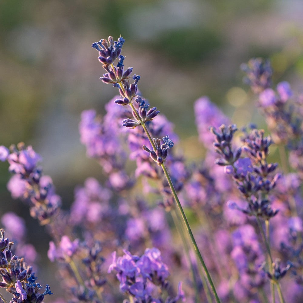Florihana Essential Oils | Lavender Vera Organic