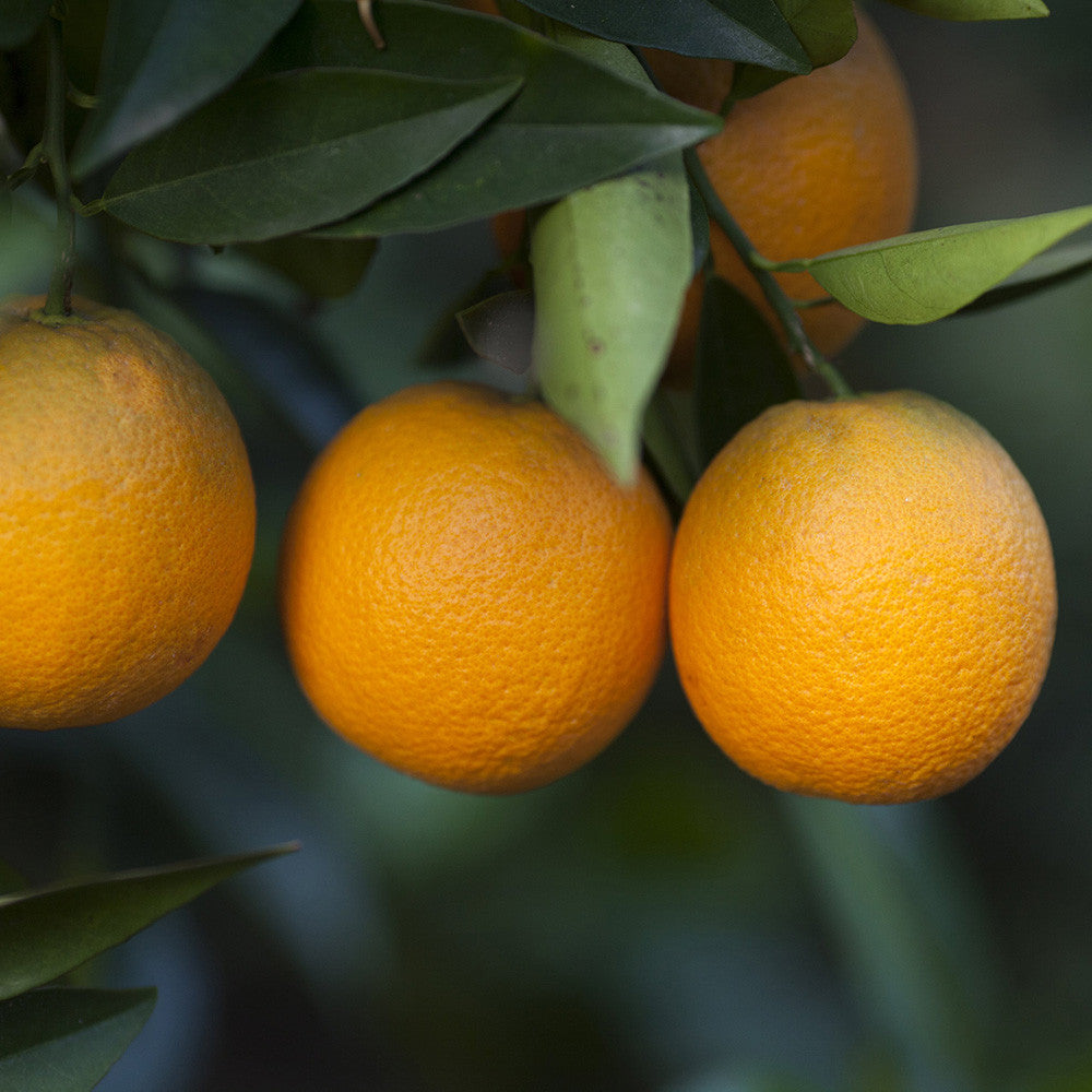 Florihana Essential Oils | Sweet Orange Organic